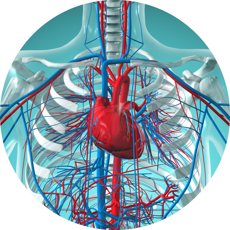 Sistem cardiovascular